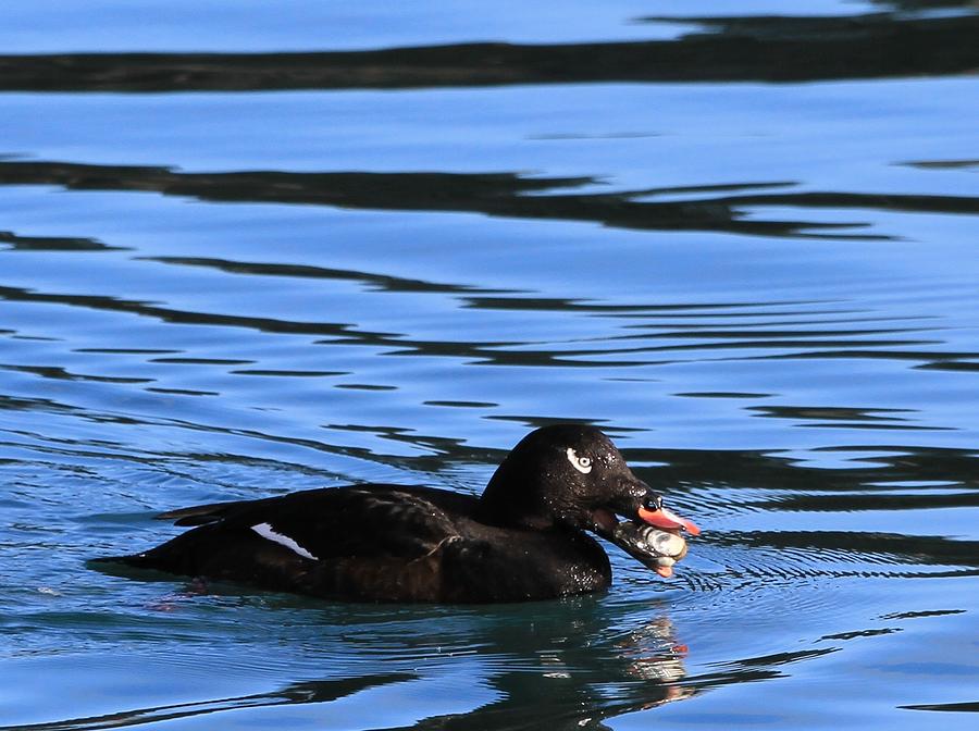 White Wing Scoter Eating A Clam Photograph by Sam Amato