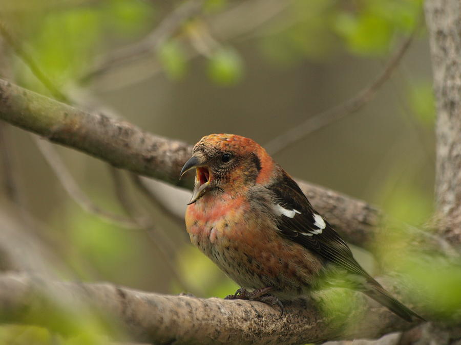 Bird Photograph - White-winged Crossbill by James Peterson