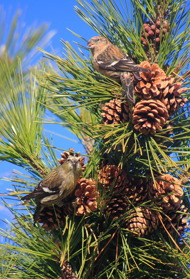 White Winged Crossbills in Pine Tree Photograph by John Burk