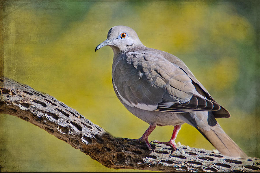 White- Winged Dove Photograph by Barbara Manis