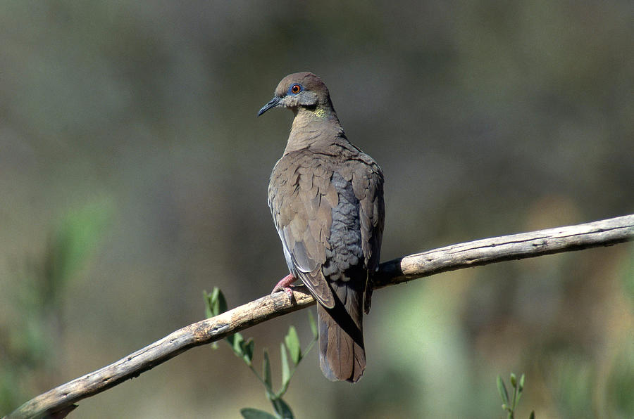 White-winged Dove Photograph by Craig K. Lorenz - Fine Art America