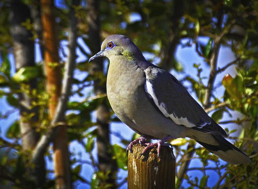 White Winged Dove Photograph by George Davidson