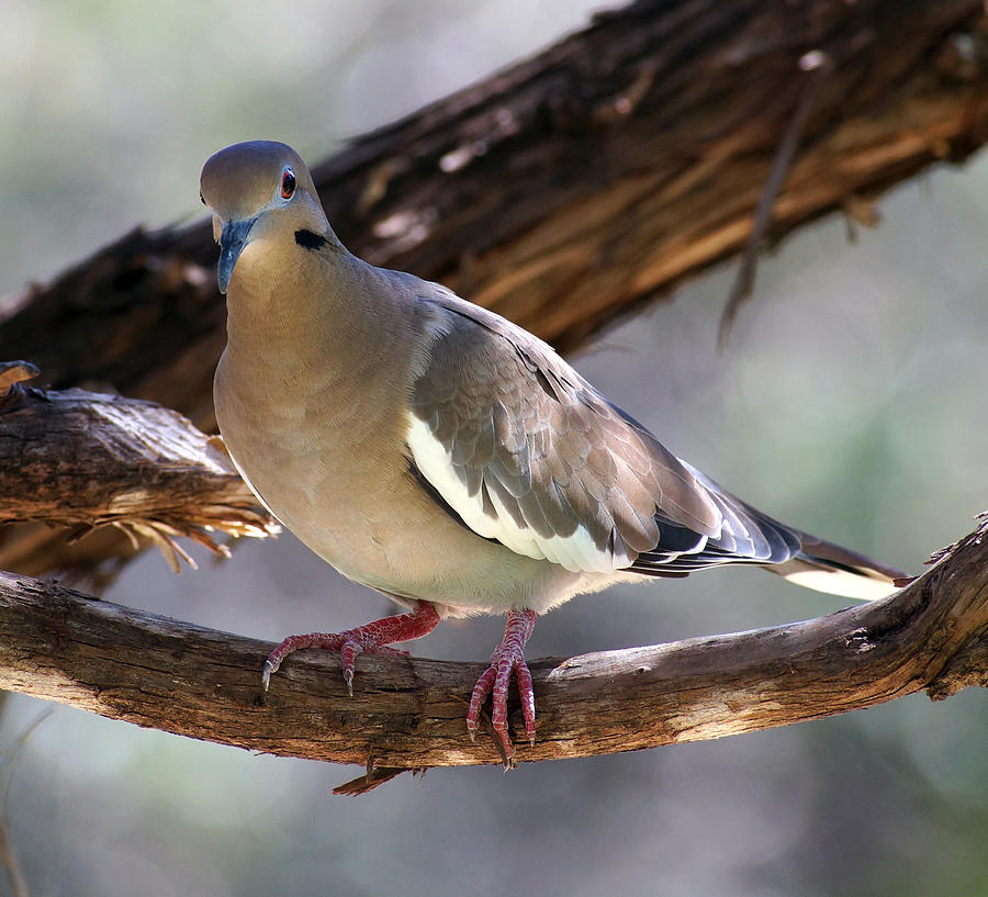 White Winged Dove Photograph by Mark Langford