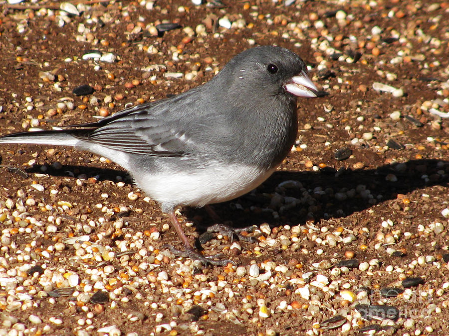 Bird Photograph - White-winged Junco by Steven Parker Bird Photograph - White-winged Junco by Steven Parker
