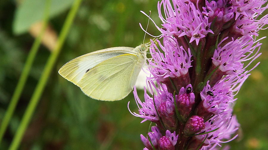 White Wings/purple Flowers Photograph by Cheryl King - Fine Art America