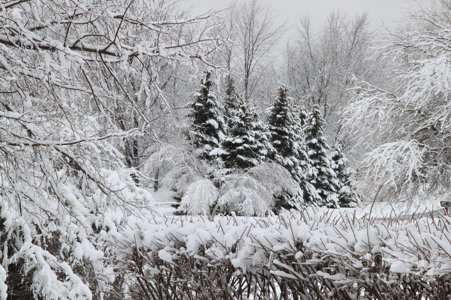 White winter day Photograph by Jennifer E Doll