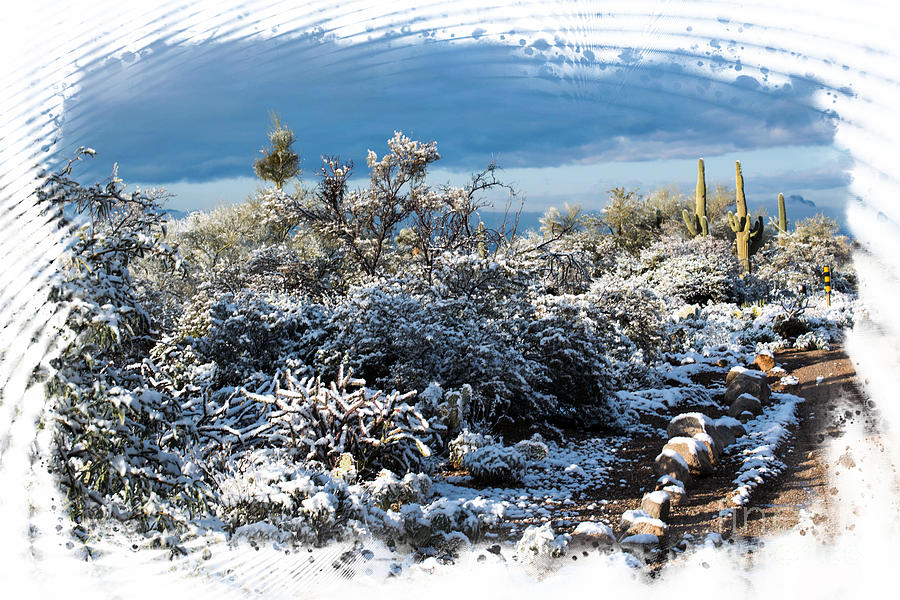 White Winter in the Desert of Tucson Arizona Photograph by Michael ...