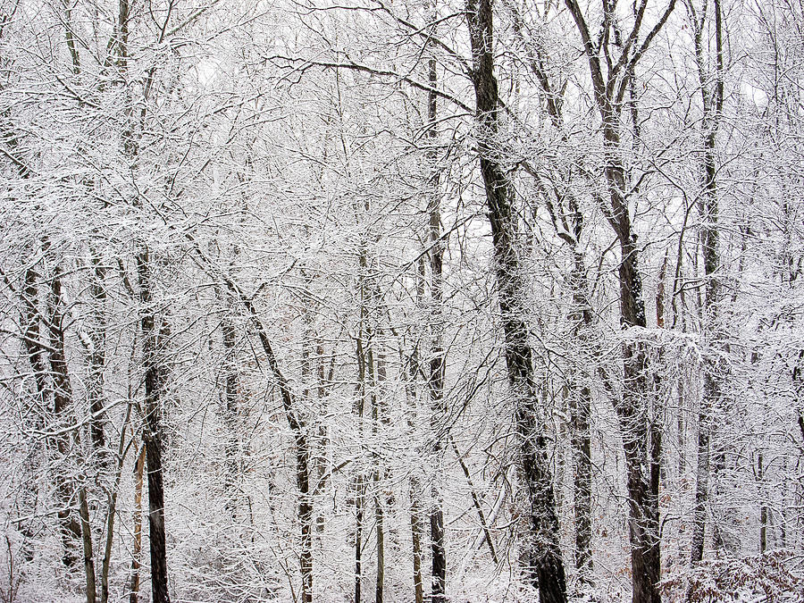 White Winter World Photograph by Nancy De Flon