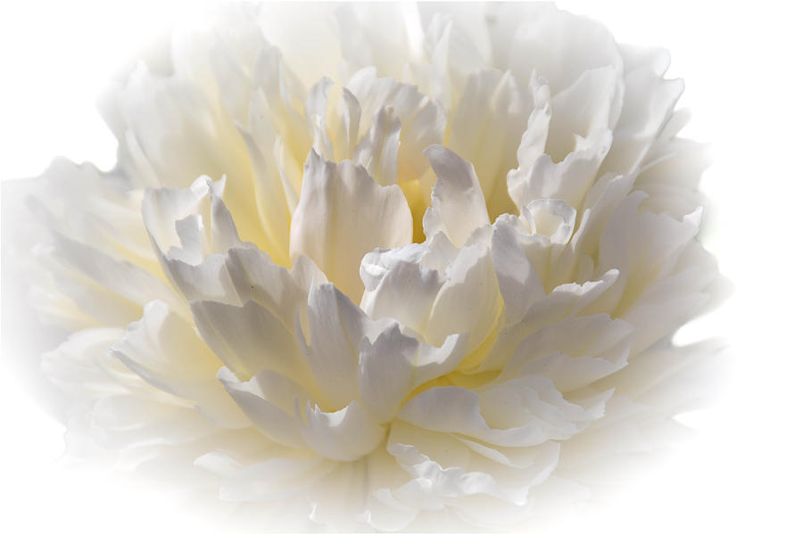 Flowers Still Life Photograph - White Peony With a Dash of Yellow by Sherman Perry