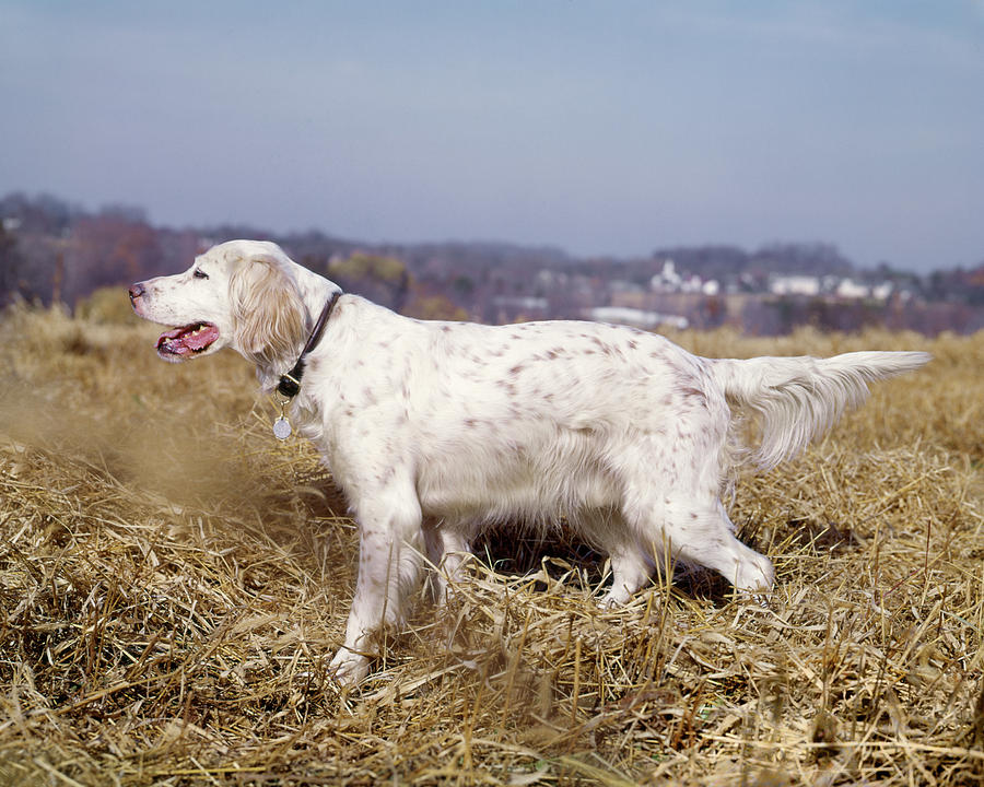 Animal Photograph - White With Orange Flecks English Setter by Animal Images