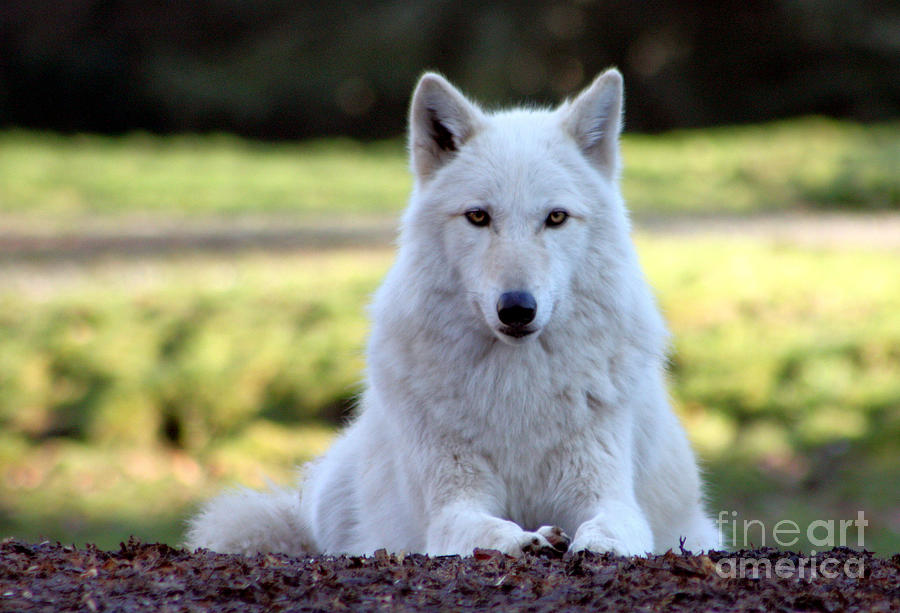 White Wolf 2 Photograph by Nick Gustafson