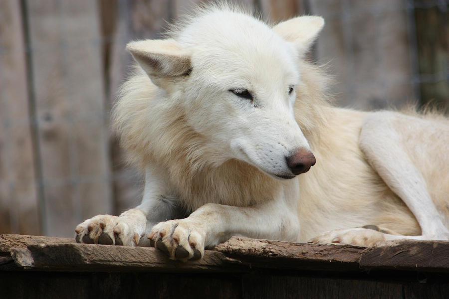 White Wolf Photograph by Amanda Stadther