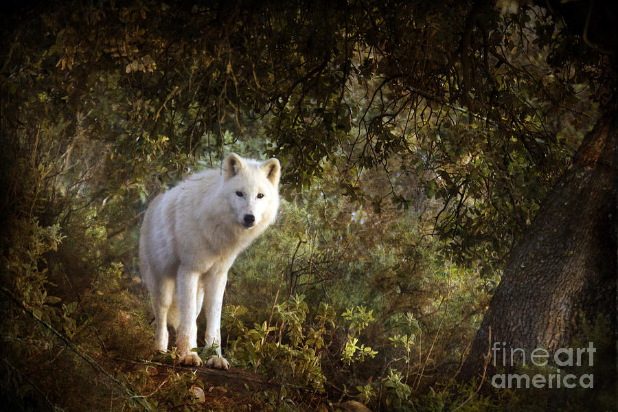 White Wolf  by Ang El