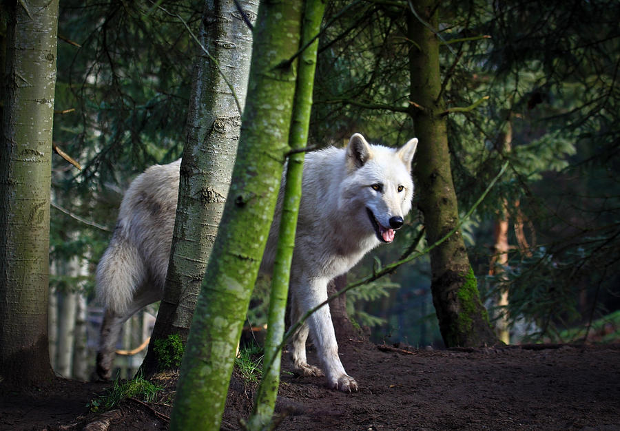 Wolves Photograph - White Wolf Forest by Steve McKinzie