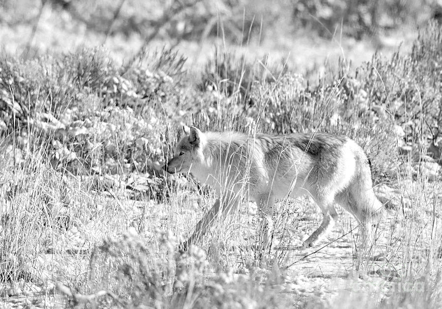 White Wolf in Black and White Photograph by Deby Dixon