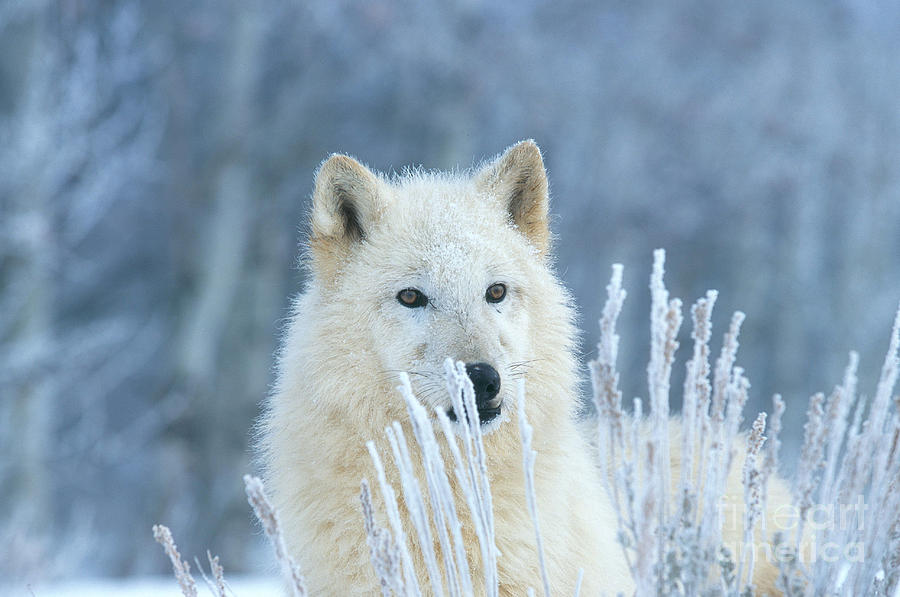 White Wolf In Winter Frost Photograph by Alan and Sandy Carey