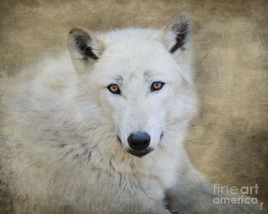 White Wolf Photograph by Jai Johnson