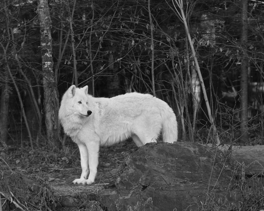 Wolves Photograph - White Wolf by Kate Purdy