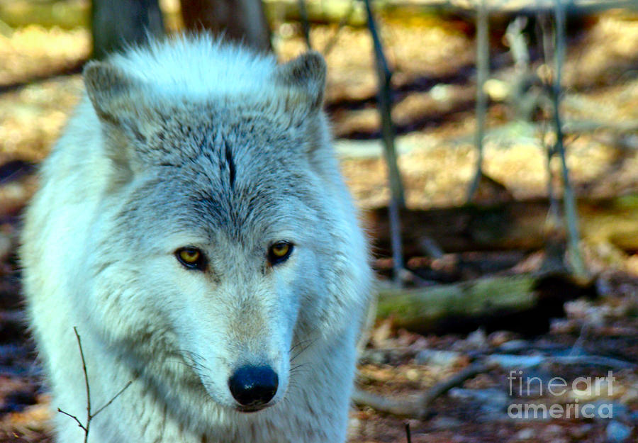 Wolves Photograph - White Wolf by Art Dingo