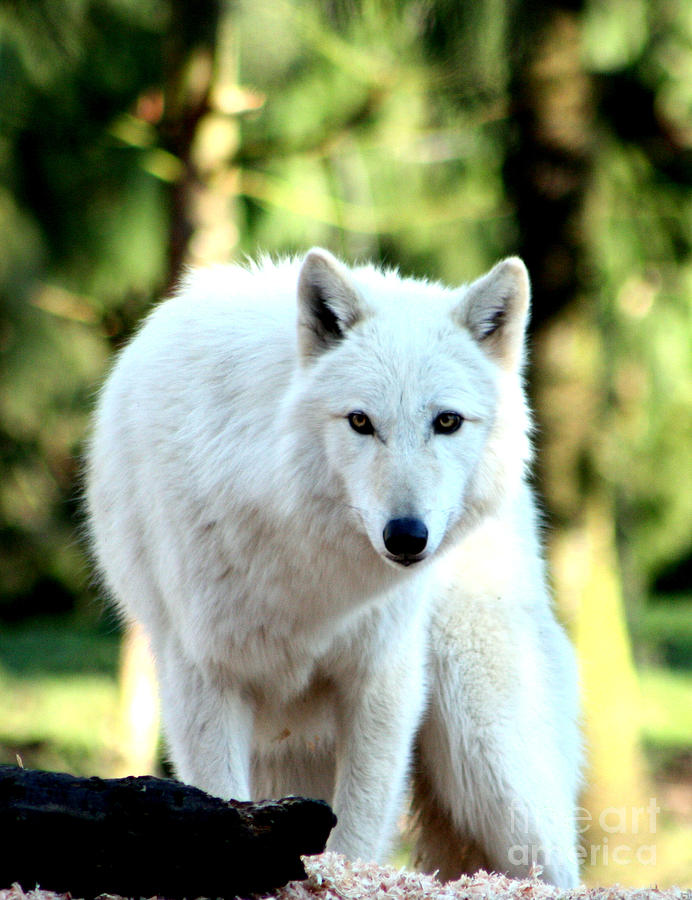 White Wolf Photograph by Nick Gustafson