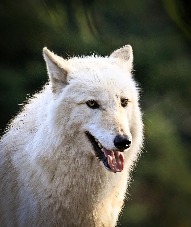 White Wolf Pant Photograph by Steve McKinzie