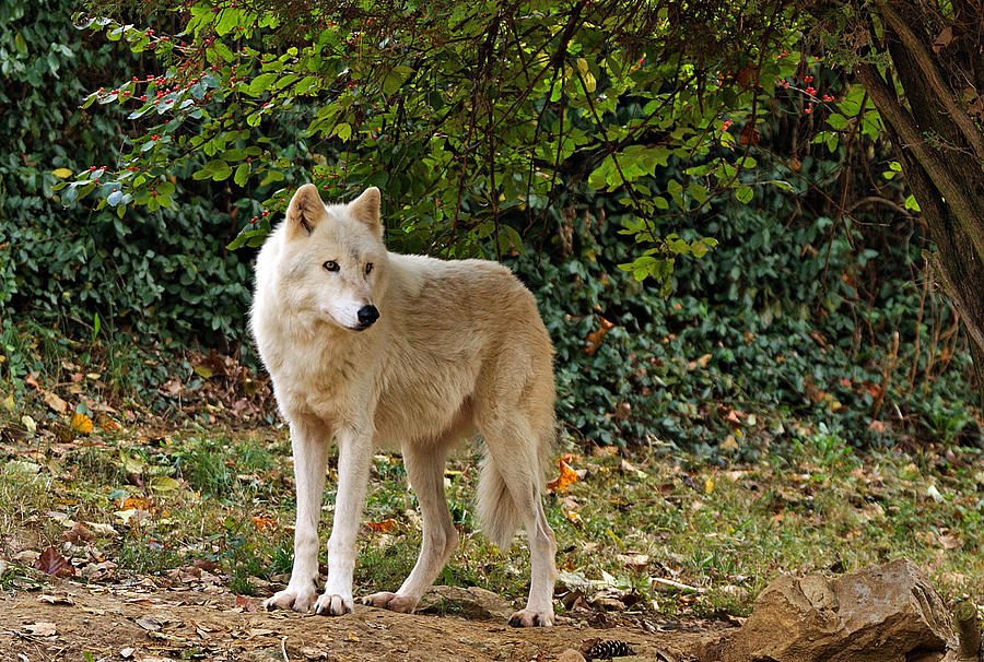 White Wolf Watching Photograph by Sandy Keeton
