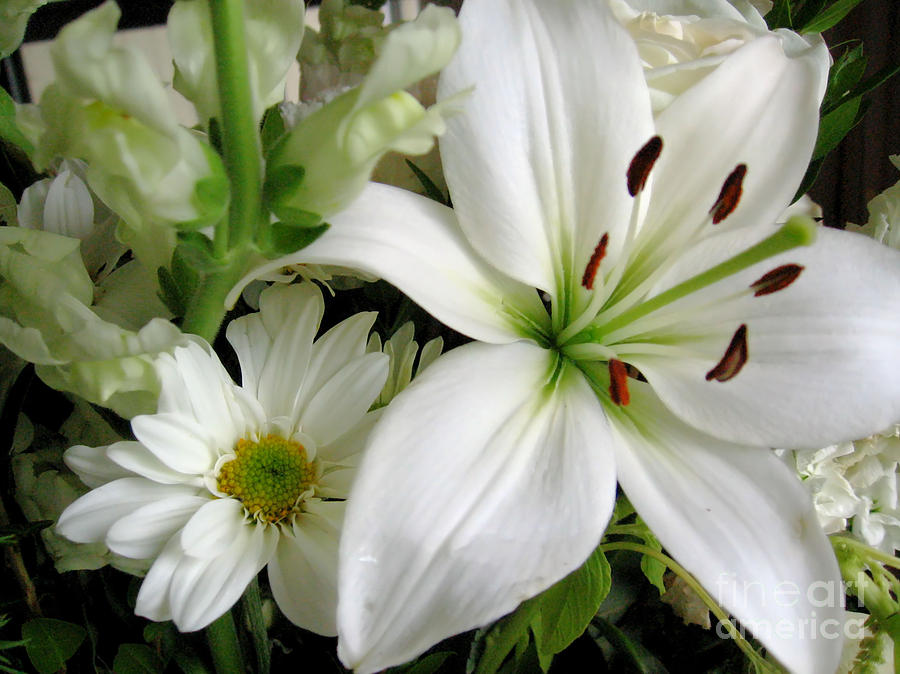 Flower Photograph - White Wonder by Rory Siegel
