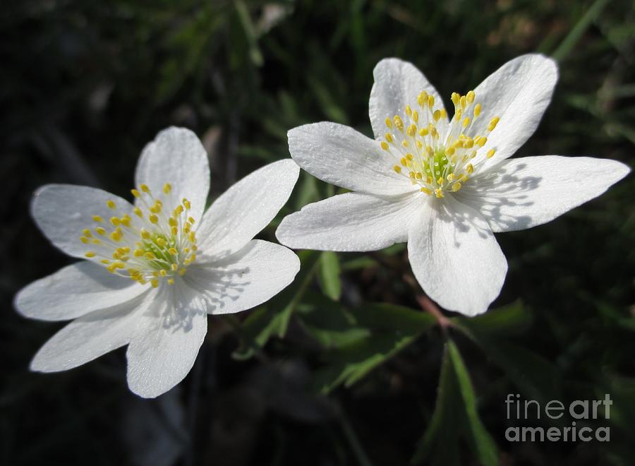 White Wood Anemones Photograph by Martin Howard