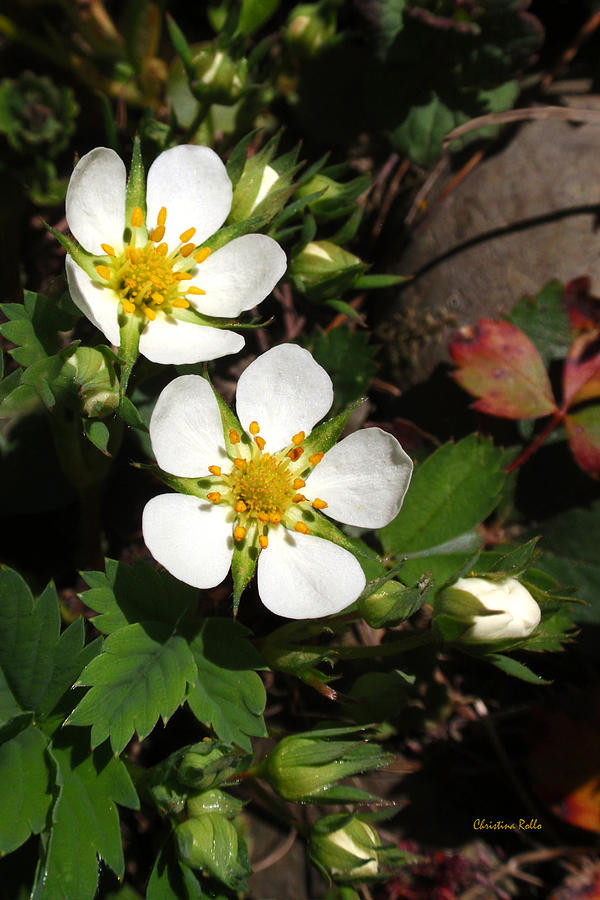 White Wood Strawberry Flowers Photograph by Christina Rollo