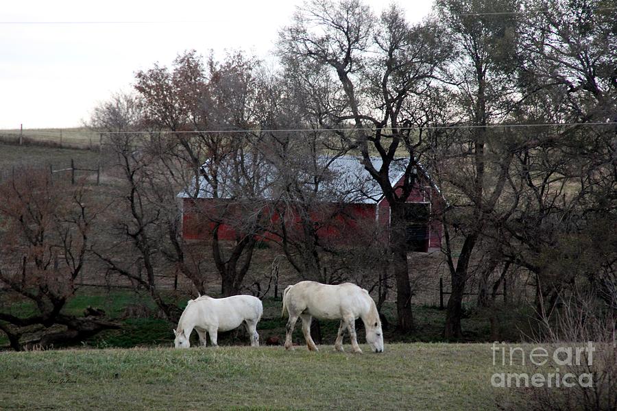 White work Horses  Photograph by Yumi Johnson