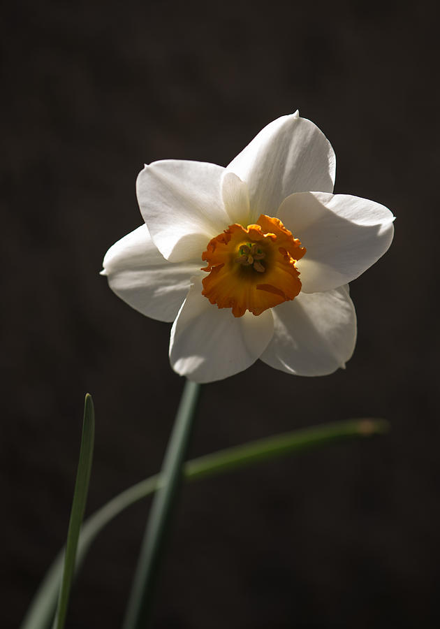 White Yellow Daffodil Photograph by Robert Mitchell
