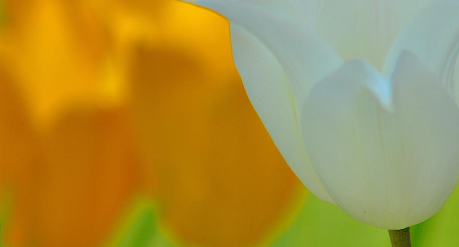 White Yellow Tulips Photograph by Joan Han