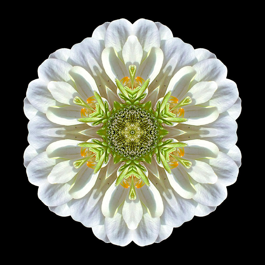 White Zinnia Elegans II Flower Mandala Photograph by David J Bookbinder