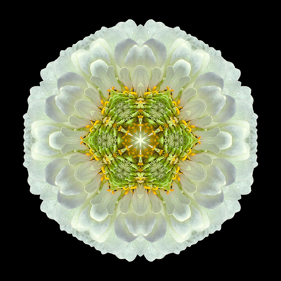 White Zinnia Elegans V Flower Mandala Photograph by David J Bookbinder