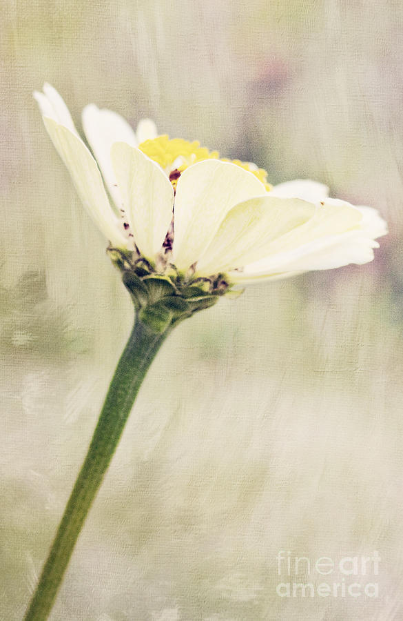 White Zinnia Photograph by Pam  Holdsworth