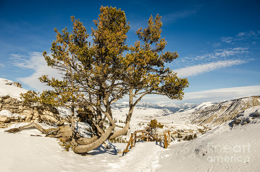 Whitebark Pine Pinus Albicaulis Photograph