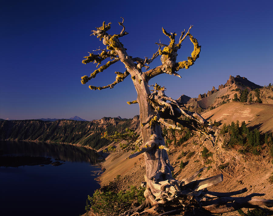 Crater Lake National Park Photograph - Whitebark Pine Tree At Lakeside by Panoramic Images