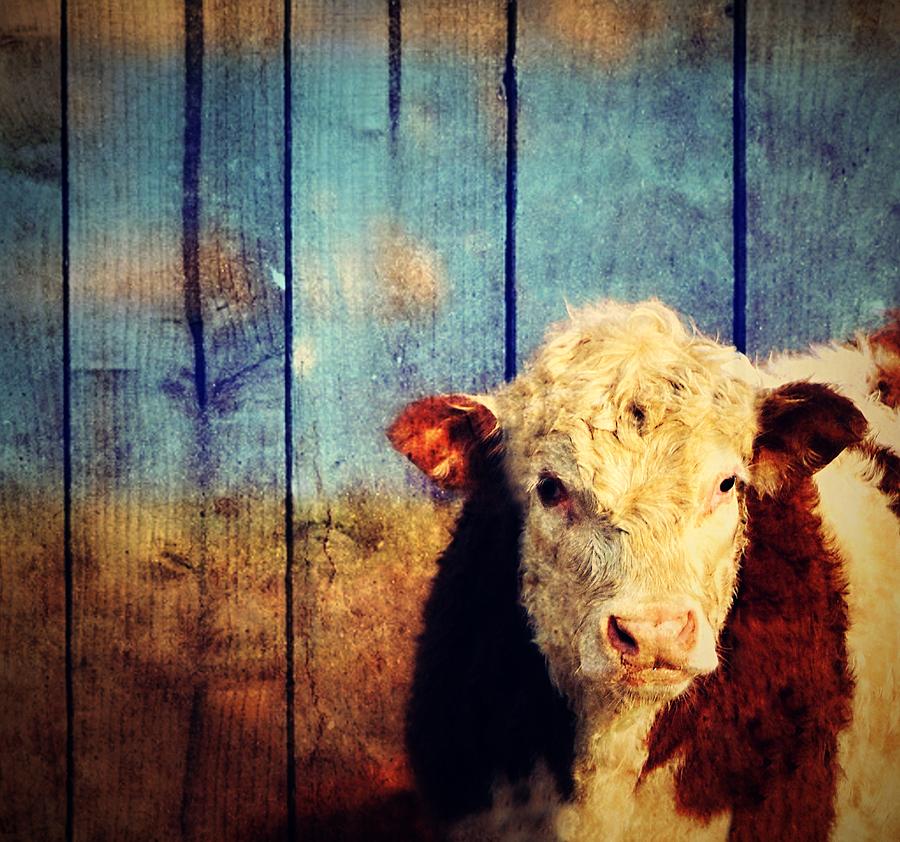 Cow Whiteface Farm Animal Photograph by Marysue Ryan