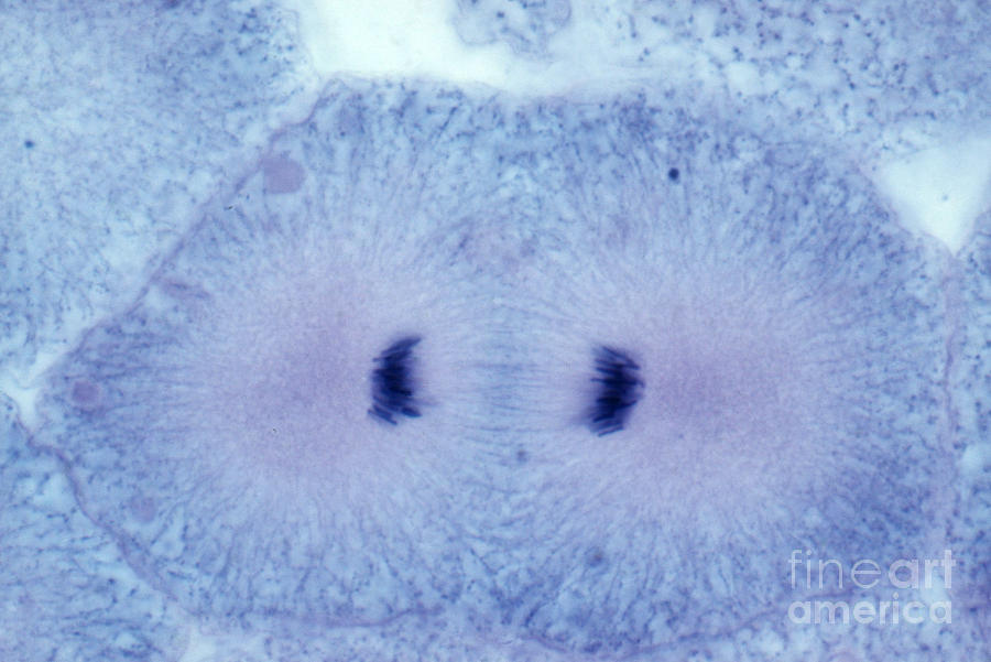 Whitefish Cell In Telophase, Lm Photograph by Biology Pics