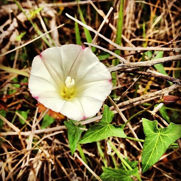 #whiteflower #muirwoods Photograph by Nick Valenzuela
