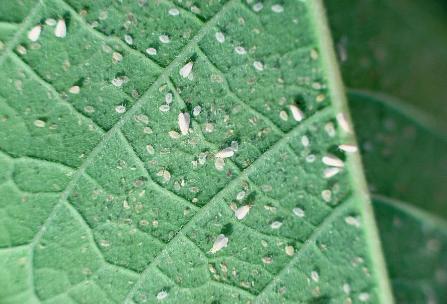 Whitefly Infestation Photograph By David Roach Science Photo Library   Whitefly Infestation David Roachscience Photo Library 