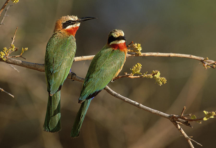 Whitefronted Bee-eaters Photograph by Nigel Dennis