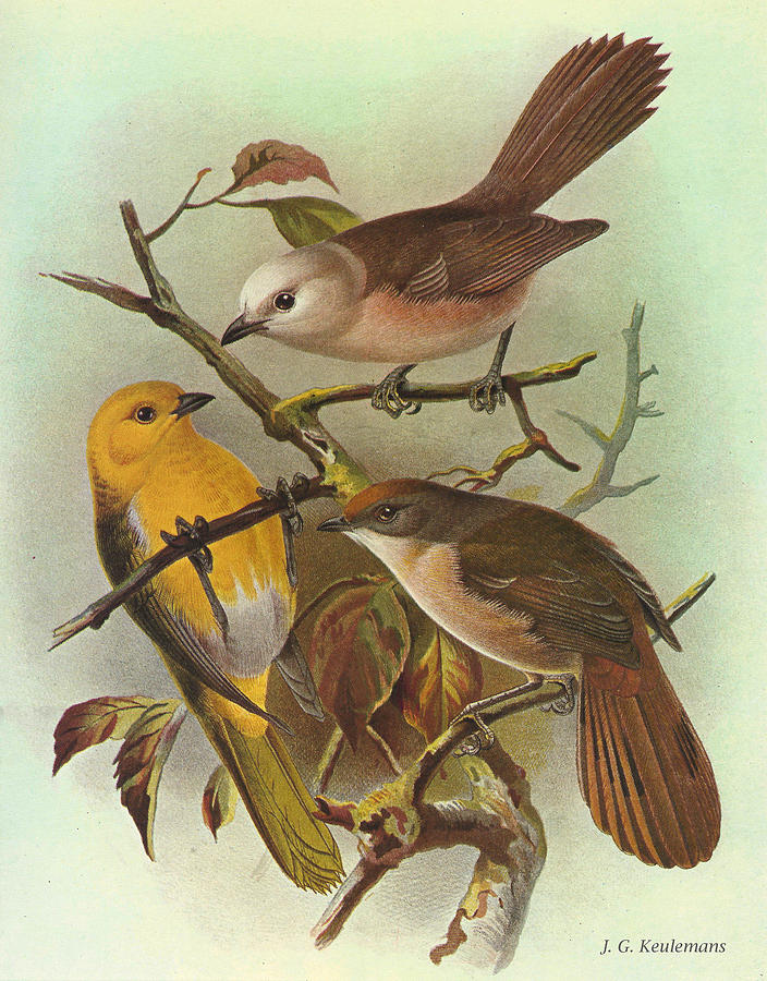 John James Audubon Painting - Whitehead Yellowhead and Brown Creeper by Dreyer Wildlife Print Collections 