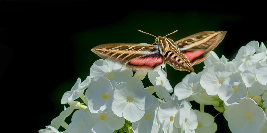 Whitelined Sphinx Moth - Hawk-moth - Hummingbird Moth Photograph by Nikolyn McDonald