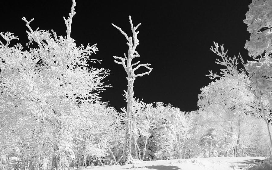 Winter Photograph - Whiteout by Doug Hubbard