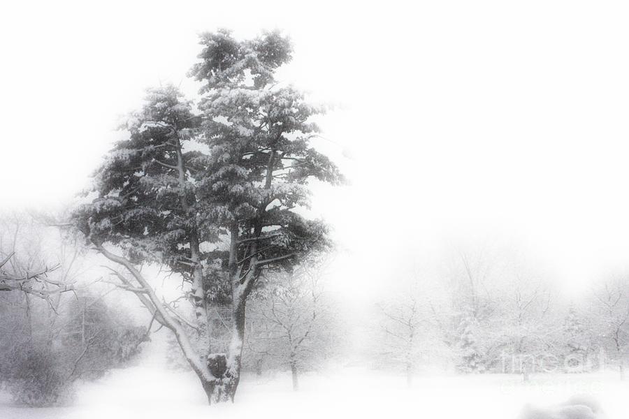 Whiteout Photograph by Marcia Lee Jones