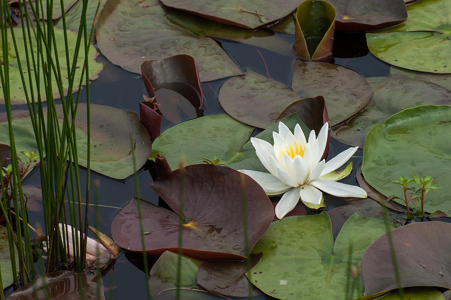 Whiter Water Lily Photograph by Wayne Meyer