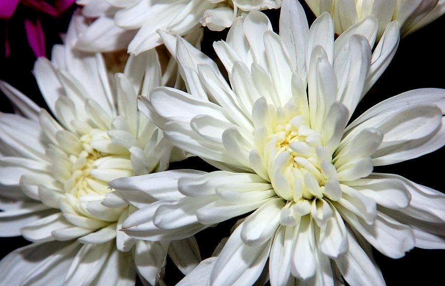 White Flowers Photograph - Whites by Kathy McCabe White Flowers Photograph - Whites by Kathy McCabe