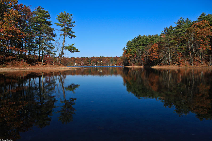 Tree Photograph - Whites Pond by Corey Sheehan