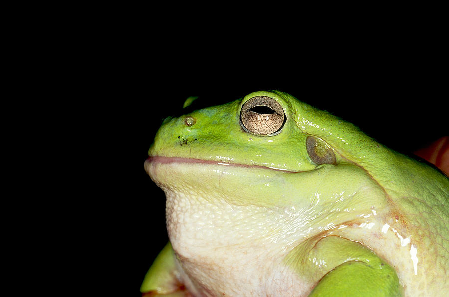 Whites Tree Frog Photograph by Simon D. Pollard